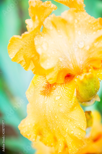 Fototapeta Naklejka Na Ścianę i Meble -  Iris flower blooming in the garden. Shallow depth of field.