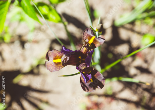 Fototapeta Naklejka Na Ścianę i Meble -  Iris flower blooming in the garden. Shallow depth of field.