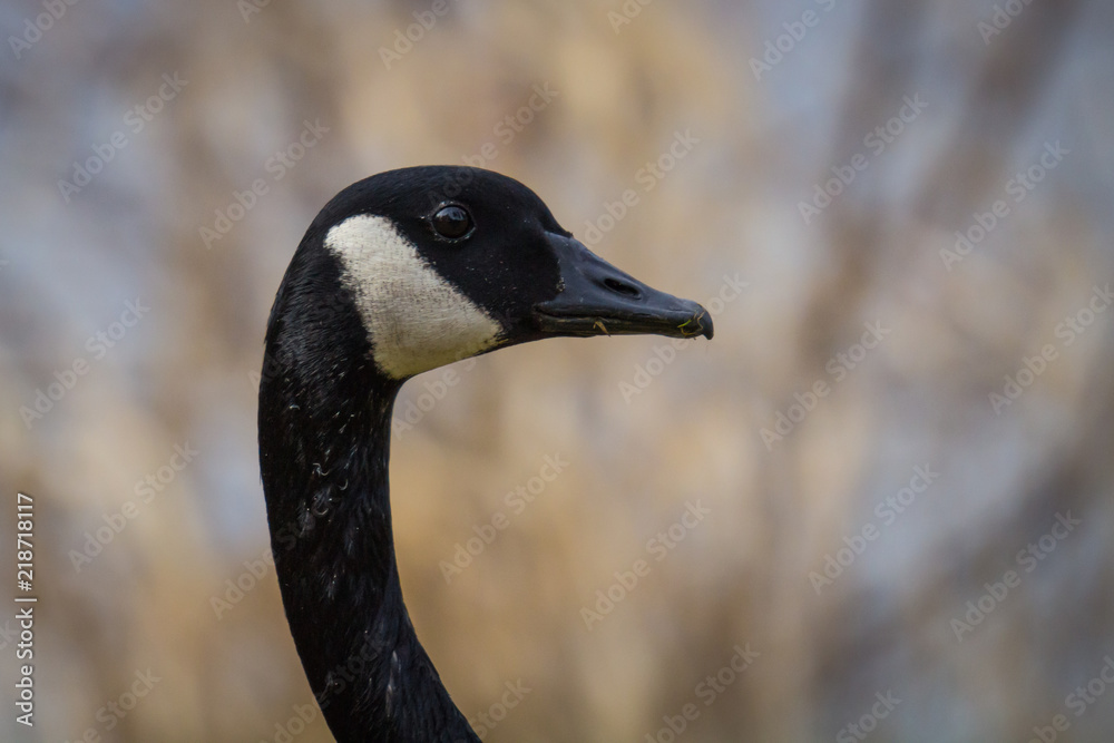 Canadian Goose Head at a park in post falls idaho Canadian Goose Head at a park in post falls idaho