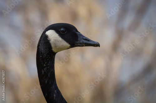 Canadian Goose Head at a park in post falls idaho