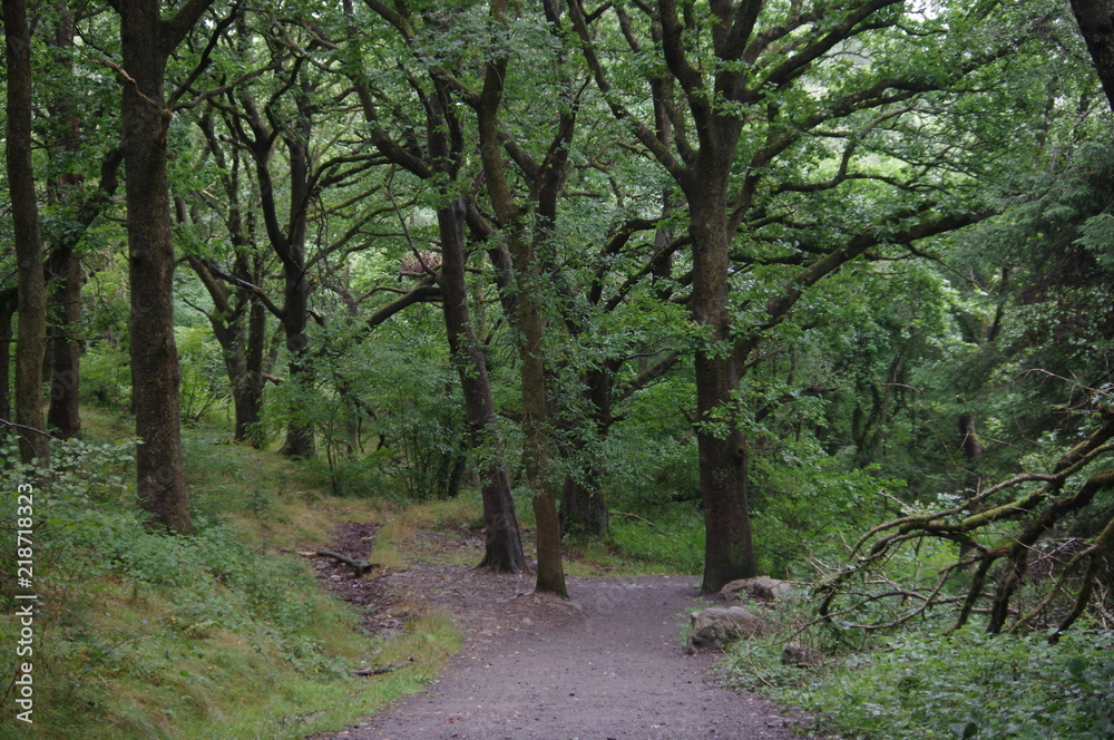 woodland walk