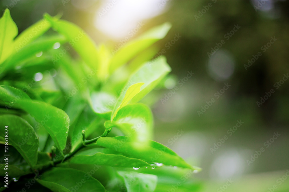 Obraz premium Green leaves at sunrise.