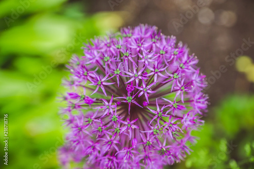 Allium  Allium Giganteum  blooming in the garden. Shallow depth of field.