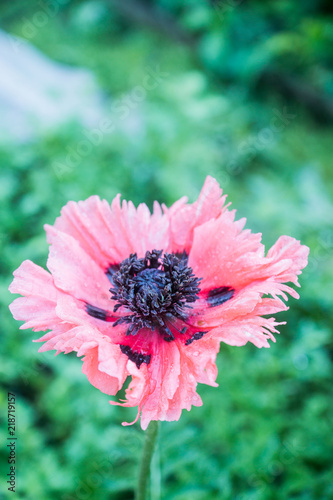 Fototapeta Naklejka Na Ścianę i Meble -  Red poppies in the garden. Selective focus.