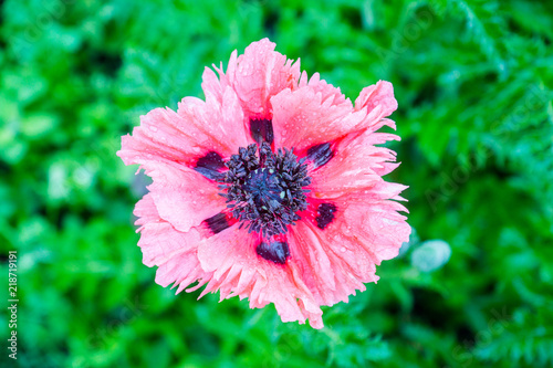 Fototapeta Naklejka Na Ścianę i Meble -  Red poppies in the garden. Selective focus.