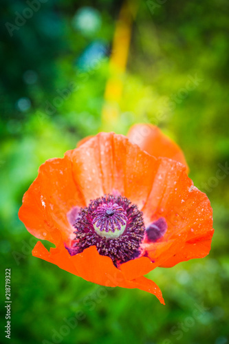 Fototapeta Naklejka Na Ścianę i Meble -  Red poppies in the garden. Selective focus.
