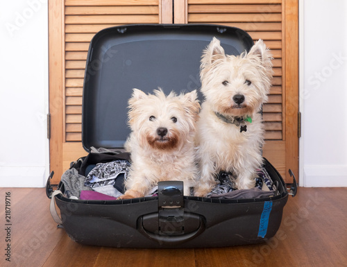 Separation anxiety: two scruffy west highland white westie terrier dogs are in packed suitcase