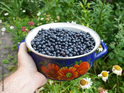 Blueberries antioxidant organic superfood in a bowl concept for healthy eating.