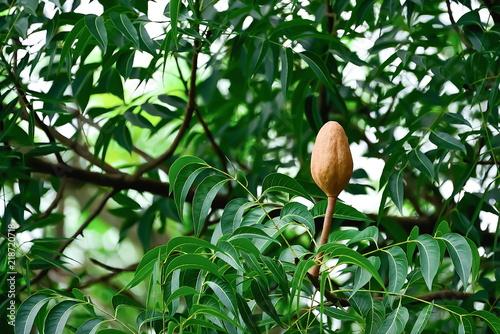 Mahogany is the only ball per stem.