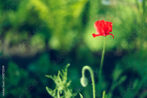 Fototapeta Naklejka Na Ścianę i Meble -  Wild poppy flower. Closeup on green backdrop. Blossom, spring, flowers, poppies.