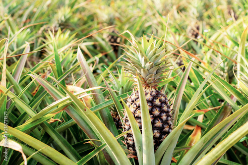 Pineapple in farm with sunlight.