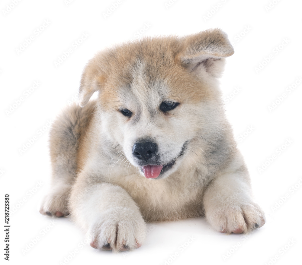 puppy akita inu