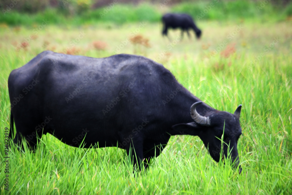water buffalo eating fresh grass in a field water buffalo eating fresh grass in a field