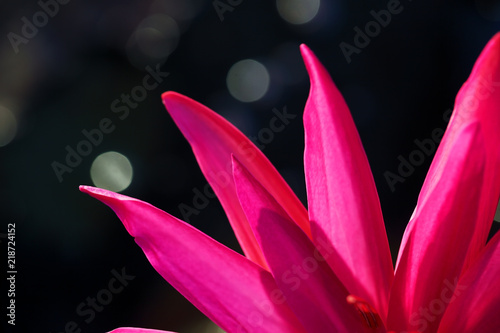 close up of beautiful lotus flower with bokeh background.