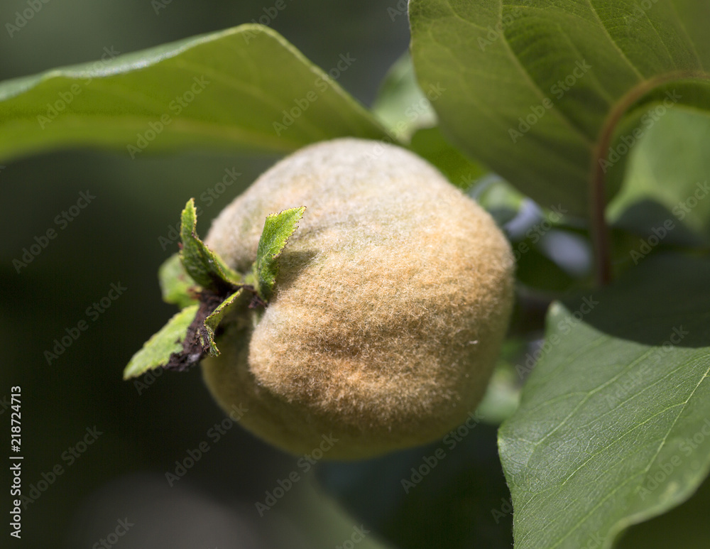 Ripened fruit of quince on the tree, close up. Ripened fruit of quince on the tree, close up.