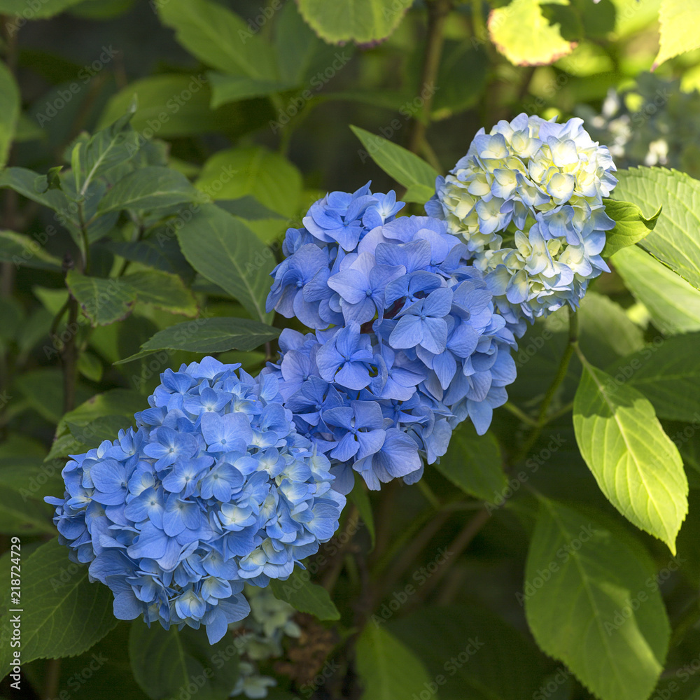 Bush of flower Blaumeise Hydrangea blooming in the garden. Bush of flower Blaumeise Hydrangea blooming in the garden.