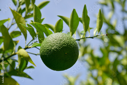 Wallpaper Mural はっさく Torontodigital.ca