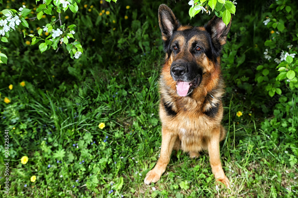 Dog German Shepherd in a park near branch of blossoming apple tree Dog German Shepherd in a park near branch of blossoming apple tree