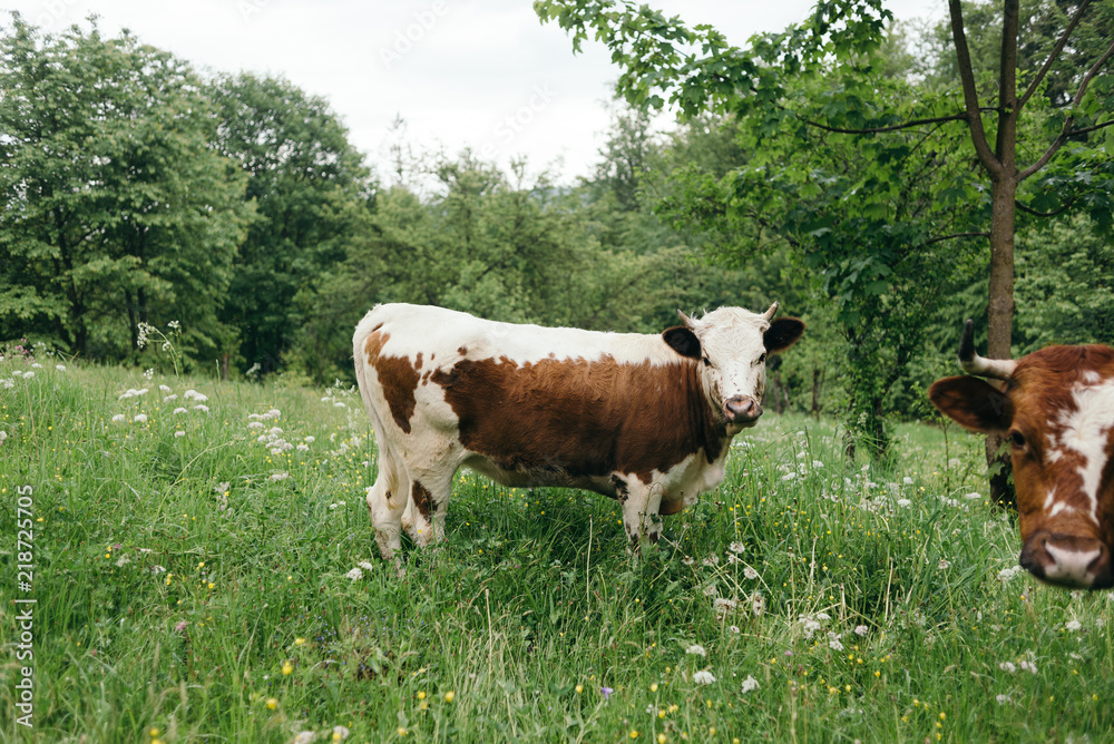 Happy single cow on a meadow in summer