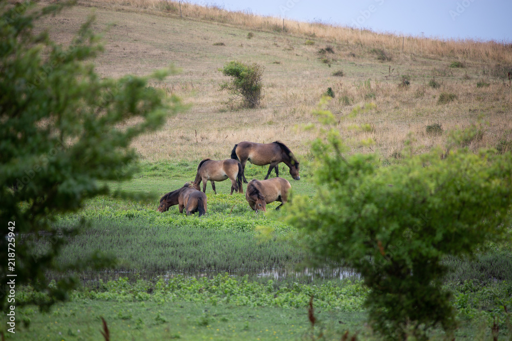 Fototapeta premium wildpferde in dänemark