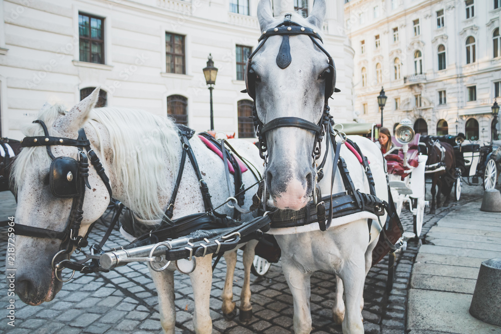 Close up of horse heads of a Fiaker in Vienna, Austria. horse-drawn carriage close-up. Close up of horse heads of a Fiaker in Vienna, Austria. horse-drawn carriage close-up.