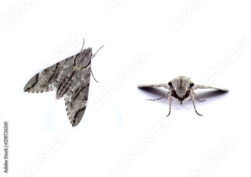 Grey Copper underwing, Amphipyra pyramidea moth isolated on white background