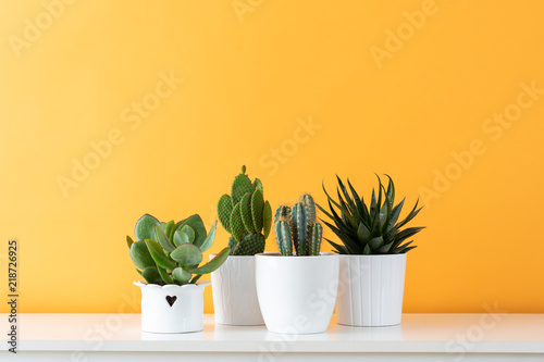 Collection of various cactus and succulent plants in different pots. Potted cactus house plants on white shelf against pastel mustard colored wall.