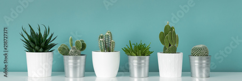 Modern room decoration. Collection of various potted cactus and succulent plants on white shelf against pastel turquoise colored wall. House plants banner. photo
