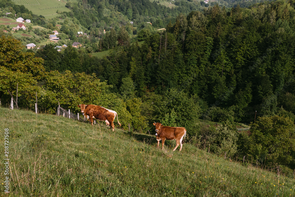 Cows grazing on farmland on a sunny day