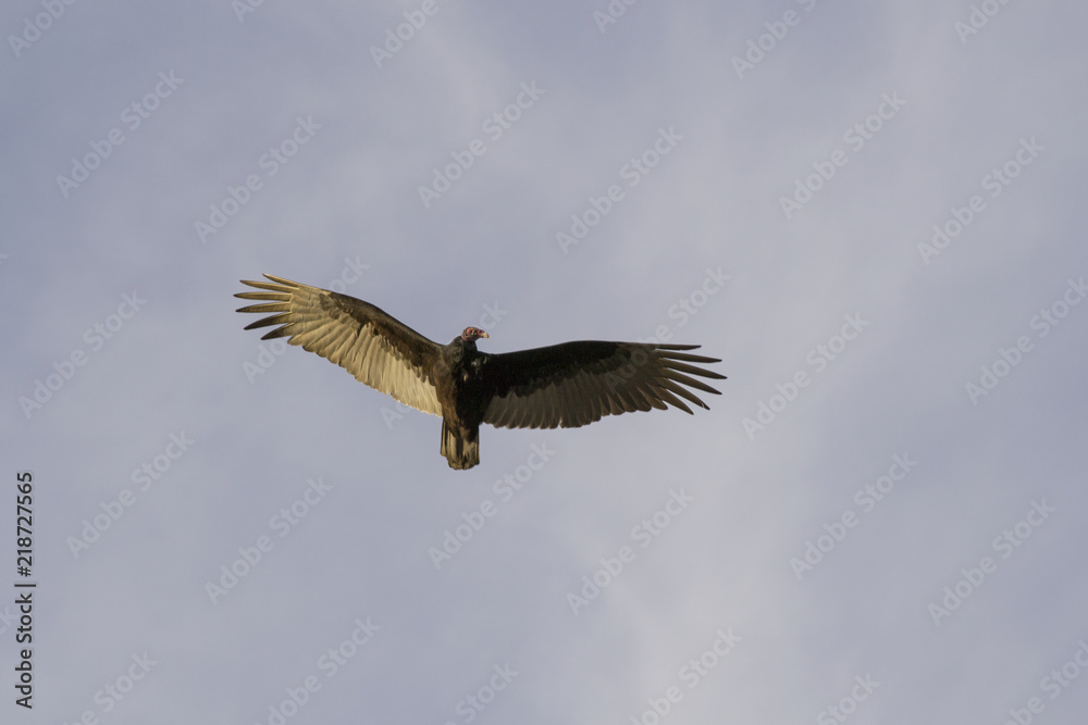Obraz premium Vulture in Flight