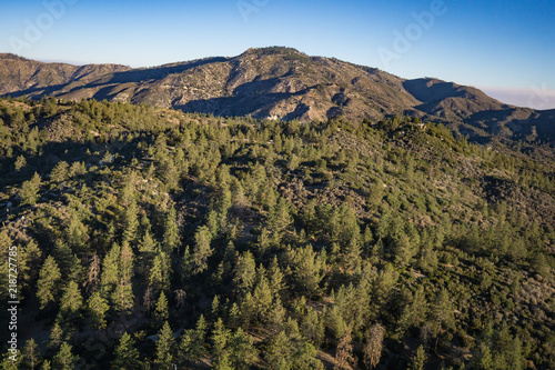 Pine Forest Wilderness in California