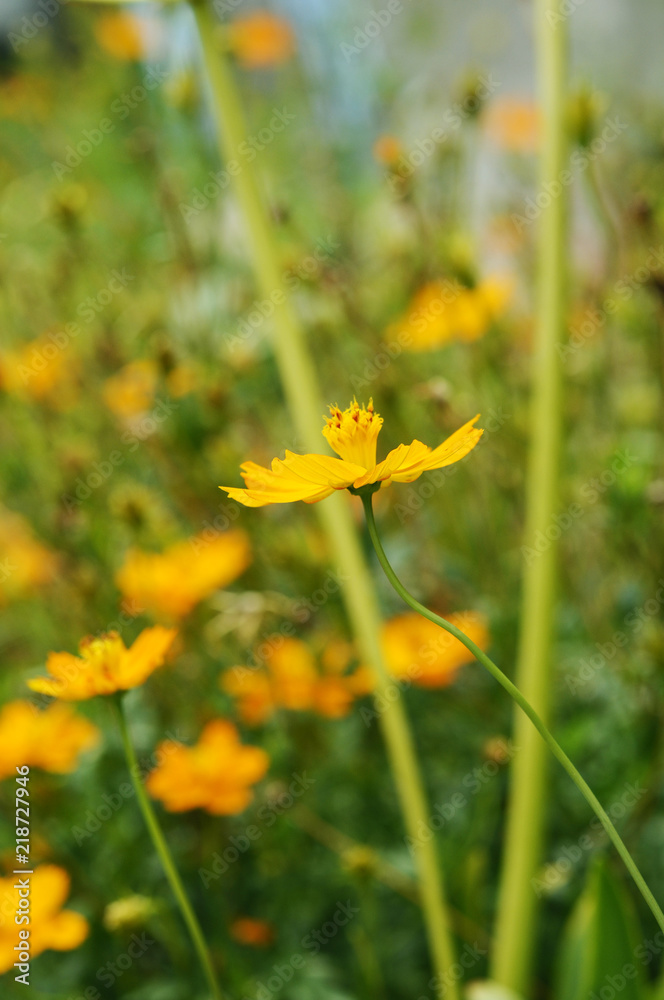 Obraz premium オレンジ色の花 キバナコスモス