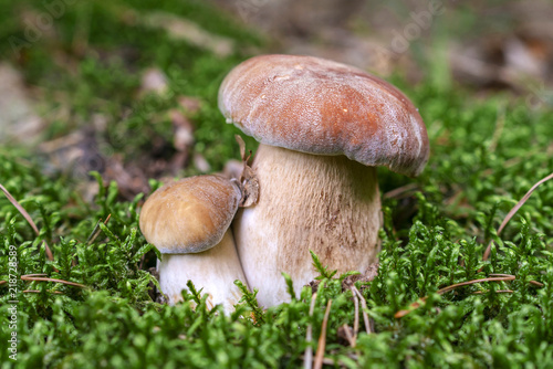 Edible boletus mushroom in forest. Porcini on moss