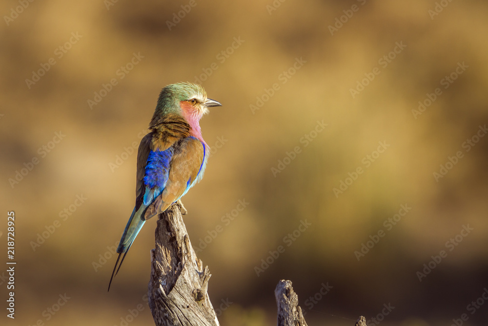 Obraz premium Lilac breasted roller in Kruger National park, South Africa ; Specie Coracias caudatus family of Coraciidae