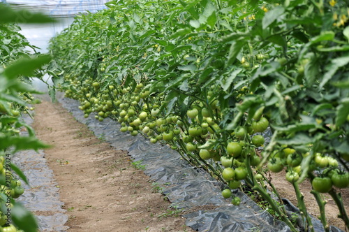 Polycarbonate greenhouse for growing tomatoes