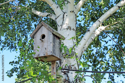 Wooden birdhouse on a birch tree in the park