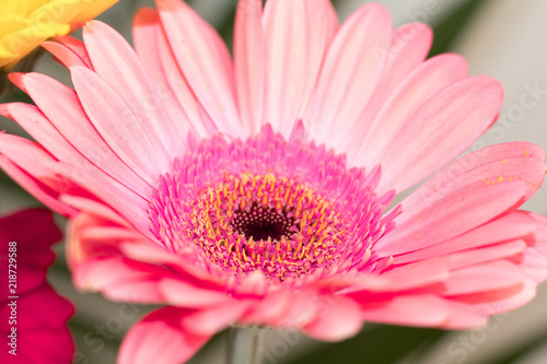 Flower pink gerbera on a gray background