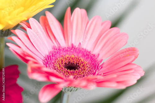 Flower pink gerbera on a gray background