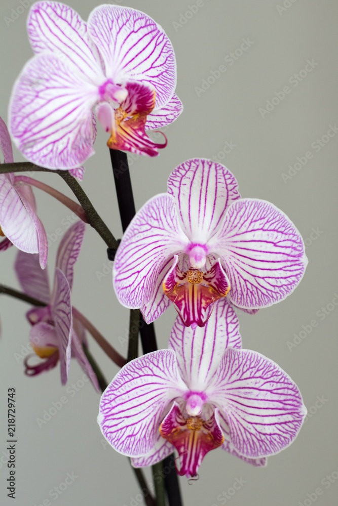 magenta orchid on gray background magenta orchid on gray background