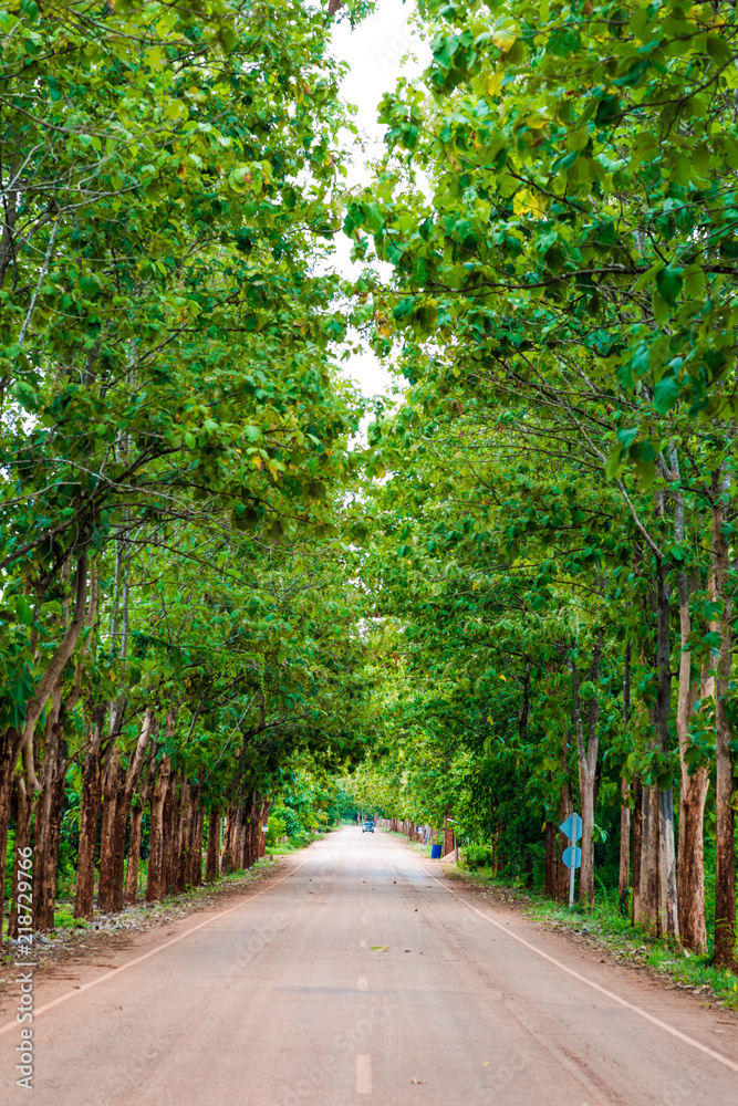 Naklejka premium Teak tree forest with rural road peace scene