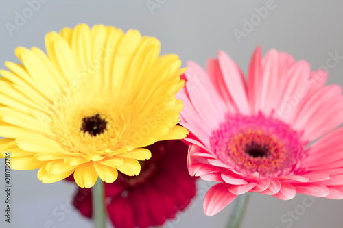beautiful gerbera flowers. red yellow pink on a gray background