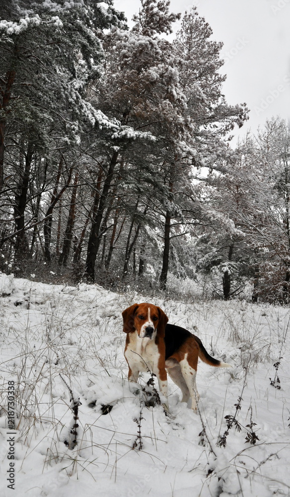 Hunting dog in the winter forest