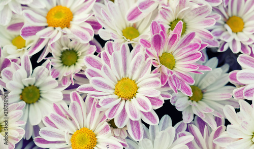 Violet chrysanthemums floral background. Colorful white pink yellow mums flowers close-up photo. Selective focus