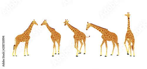 Giraffe vector illustration isolated on white background. African animal. Tallest animal. Safari trip attraction. Big five. Group of many giraffe in different poses.