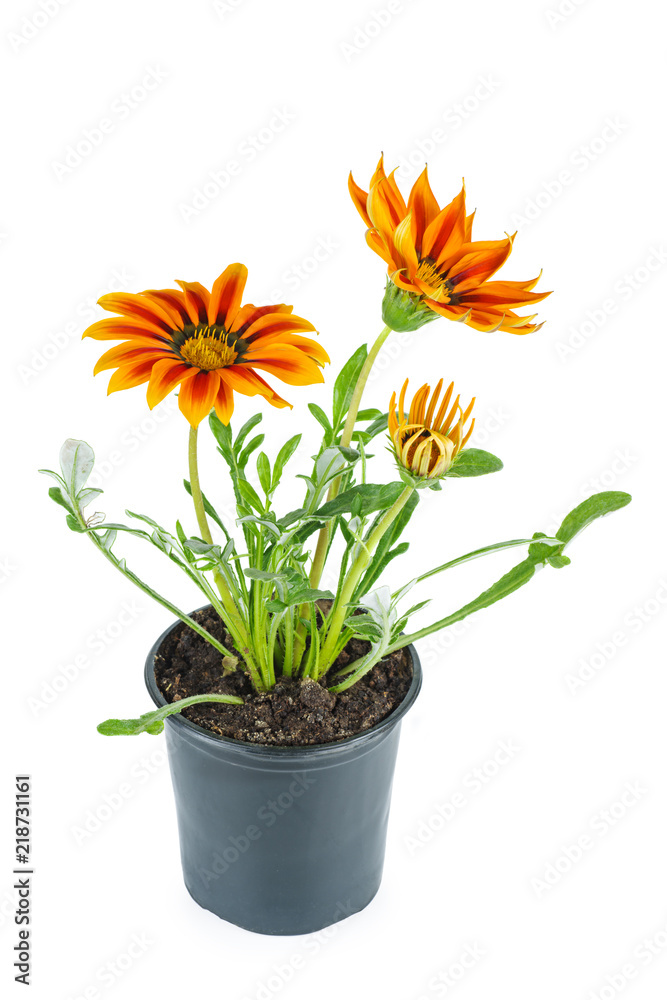 Orange Gazania rigens flower in black plastic pot