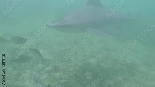 Wallpaper Mural An underwater shot of a school of fish and hammerhead shark. Torontodigital.ca