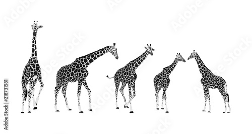 Giraffe vector illustration isolated on white background. African animal. Tallest animal. Safari trip attraction. Big five. Group of many giraffe in different poses.