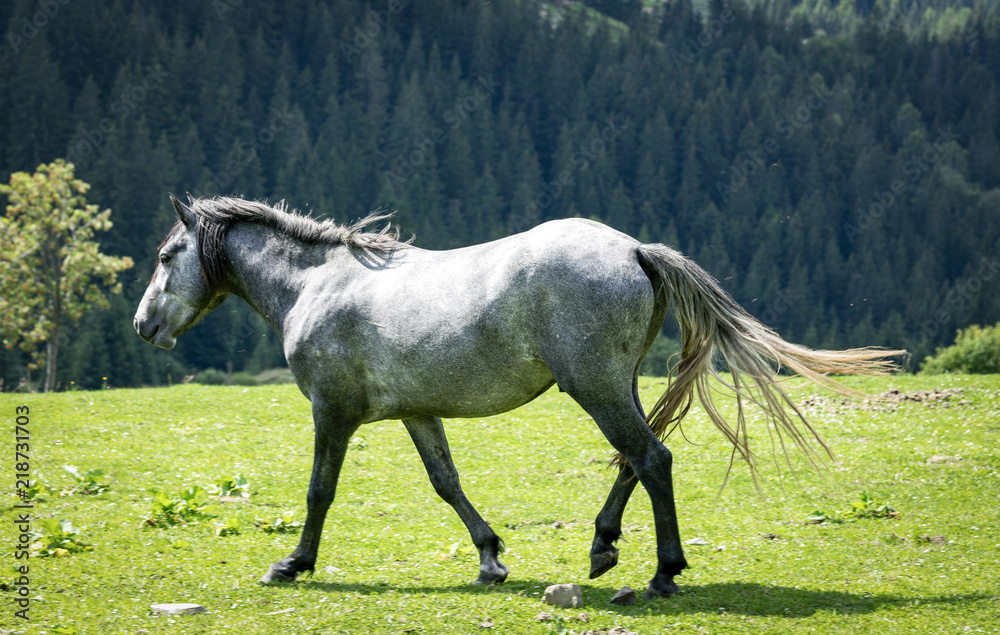 Fototapeta premium horse in the mountains