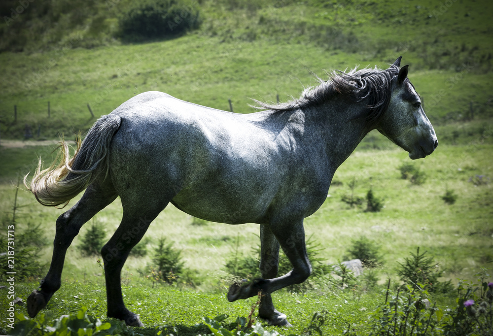 Fototapeta premium grey horse in the mountains