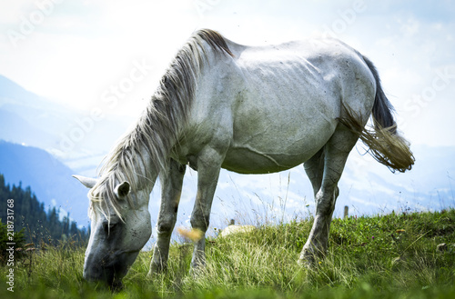 a white horse grazes on a mountain